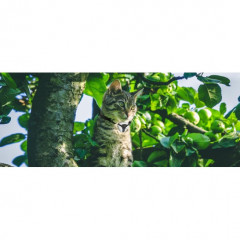 Digital camera for home pets EYENIMAL Pet Videam (weight 30 grams)